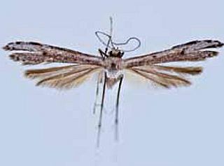 Hellinsia cristobalis.JPG
