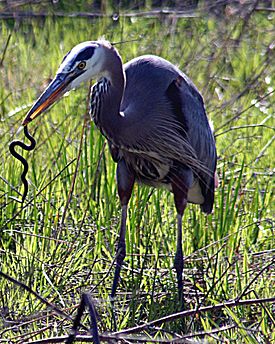 Archivo:Heron with snake
