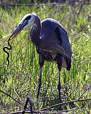 Archivo:Heron with snake