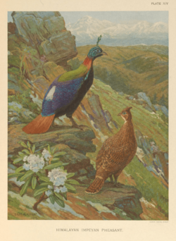 Archivo:Himalayan Impeyan Pheasant by Charles Knight
