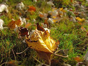 Archivo:Hojas características del Otoño