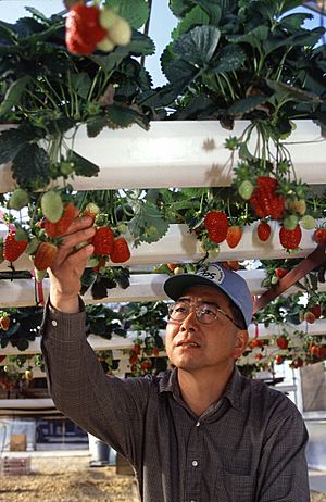 Archivo:Hydroponic strawberry usda