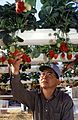 Hydroponic strawberry usda