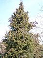 Juniperus rigida4