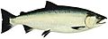 Lake Washington Ship Canal Fish Ladder pamphlet - ocean phase Coho