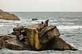 Leones marinos de Steller (Eumetopias jubatus), Bahía de Aialik, Seward, Alaska, Estados Unidos, 2017-08-21, DD 82
