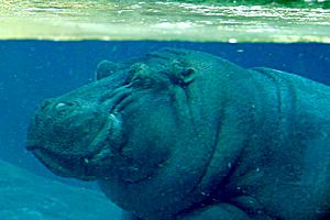 Archivo:Lightmatter hippo
