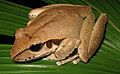Litoria jungguy