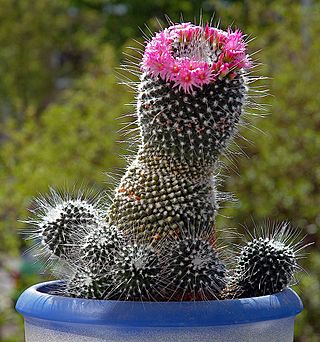Mammillaria (aka).jpg