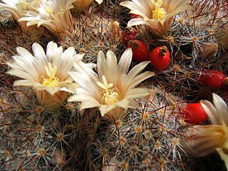 Mammillaria prolifera145108652.jpg