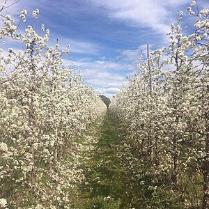 Archivo:Manzanos del Alto Valle Floracion