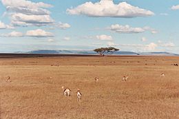 Masai Mara.JPG