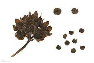 Archivo:Merremia umbellata ssp umbellata MHNT.BOT.2016.24.40