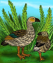 Moa Nalo Maui Nui.JPG