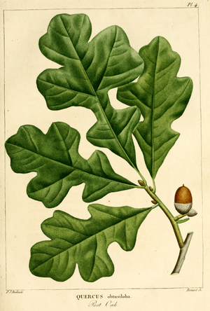 Archivo:NAS-005f Quercus stellata