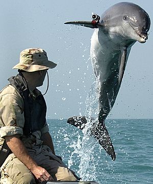 Archivo:NMMP dolphin with locator