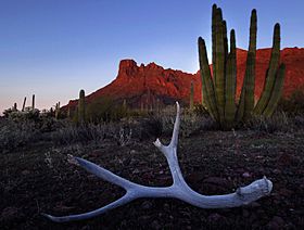Organ Pipe & antler.jpg