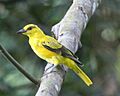Oriolus chinensis J
