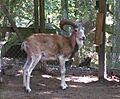 Ovis vignei bochariensis