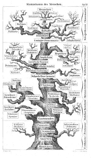 Archivo:Pedigree of man (Haeckel 1874)