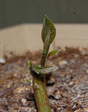 Archivo:Persea americana (Avocado) Sprout 08May2010
