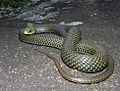 Philodryas patagoniensis 02