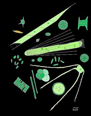 Archivo:Phytopla