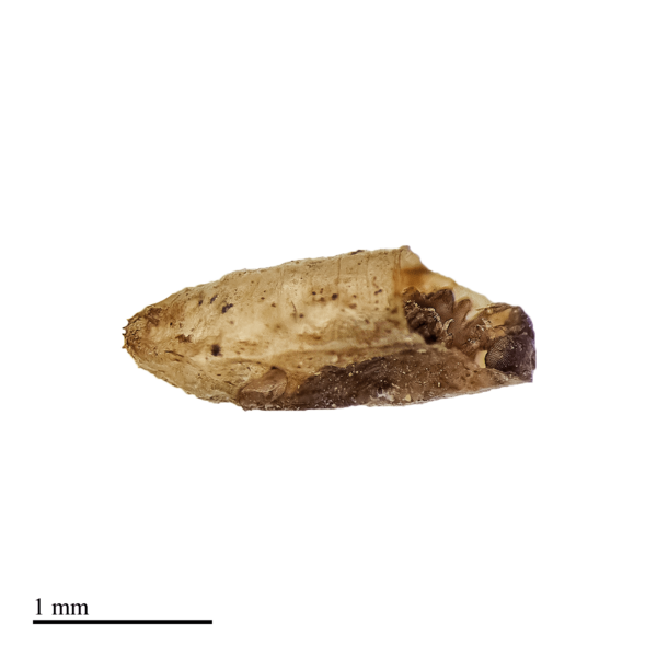 Pupa de Phoridae