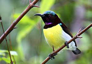 Archivo:Purple-rumped Sunbird - male