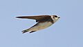 Sand Martin (Riparia riparia) (13)