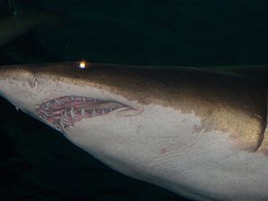 Archivo:Sand Tiger Shark