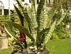 Sansevieria trifasciata Plant 3264px.jpg