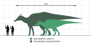 Archivo:Saurolophus-sp-Scale-Chart-SVG-Steveoc86