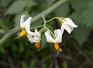 Archivo:Solanum douglasii 2004-04-07