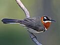Spinebill9256e