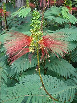 Starr 061212-2308 Calliandra houstoniana var. calothyrsus.jpg