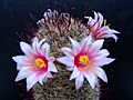 Succu Mammillaria swinglei 01