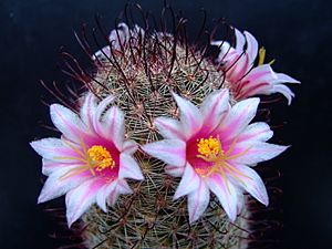 Archivo:Succu Mammillaria swinglei 01