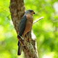 Variable Goshawk (8270598950)