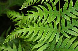 Woodwardia spinulosa 0zz.jpg