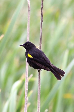 Archivo:Yellow-winged Blackbird