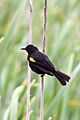 Yellow-winged Blackbird