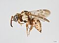 Zacosmia maculata Female