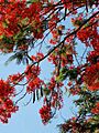 鳳凰木Delonix regia 20210510174423 06