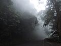 79418935Carretera nublada, Parque NacIonal HenrI Pittier