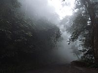 Archivo:79418935Carretera nublada, Parque NacIonal HenrI Pittier