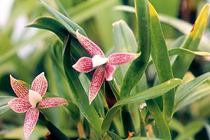 Archivo:A and B Larsen orchids - Encyclia garciana 651-7