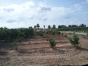 Archivo:Agricultura a la Ribera - 7