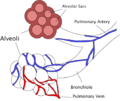 Alveoli diagram