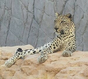 Archivo:Arabian Leopard Panthera pardus nimr in Sharjah photo by Prof Dr Norman Ali Khalaf 2016